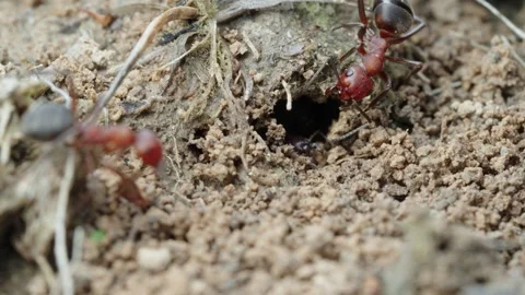 Fire ants fight Stock Footage 305922192