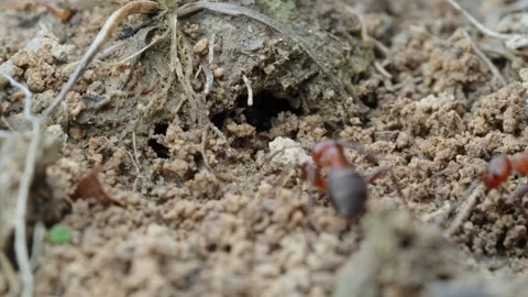 Fire ants fight Stock Footage 305922274