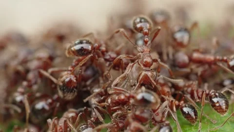 Fire ants fight Stock Footage 305922481