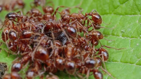 Fire ants fight Stock Footage 305922501