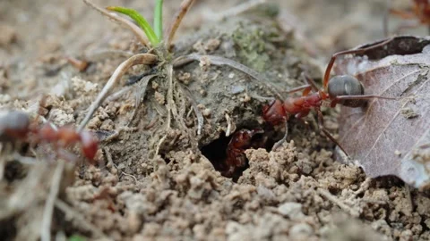 Fire ants fight Stock Footage 305922517