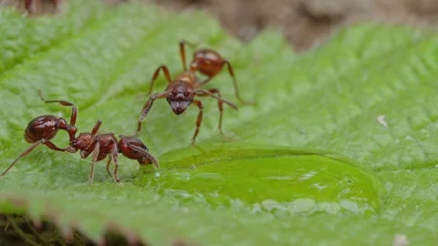 Fire ants fight Stock Footage 305922571