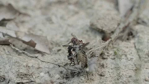 Fire ants fight Stock Footage 305922586