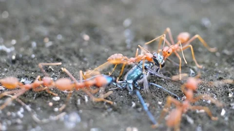 Fire ants finding food for their colony. Stock Footage 144063553