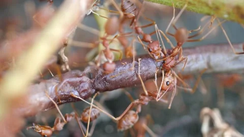 Fire ants finding food for their colony. Stock Footage 144063980