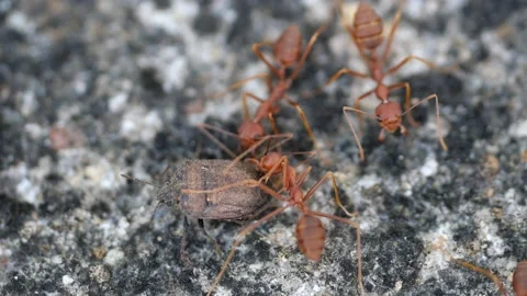 Fire ants finding food for their colony. Stock Footage 144064234