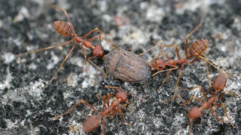 Fire ants finding food for their colony. Stock Footage 144064270