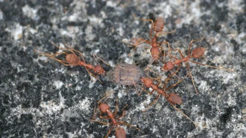 Fire ants finding food for their colony. Stock Footage 144064302