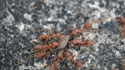 Fire ants finding food for their colony. Stock Footage 144064369