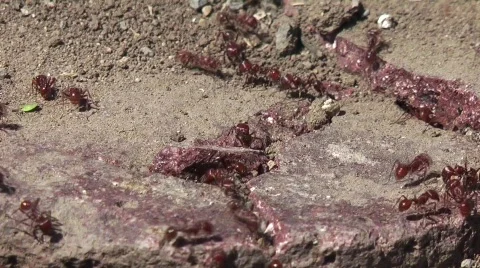 Fire ants Stock Footage 702381