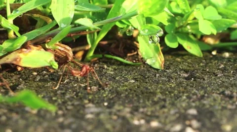 Fire ants Stock Footage 42083515
