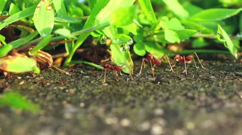 Fire ants Stock Footage 42083532