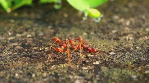 Fire ants Stock Footage 42083792