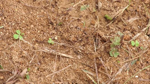 Fire Ants Stock Footage 82083297