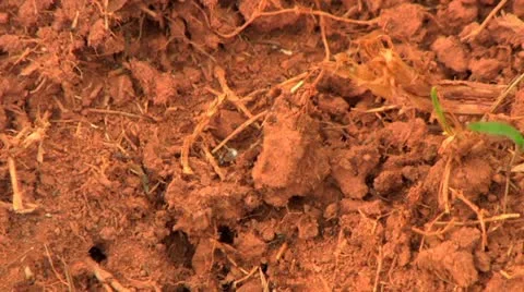 Fire ants on the ground Stock Footage 11129217