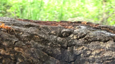Fire Ants On A Log 스톡 동영상 1806768