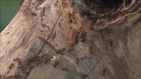 Fire ants on the move Stock Footage 133201809