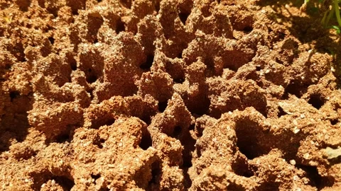 Fire Ants Moving and Working On Building Their Colony Stock Footage 153916805