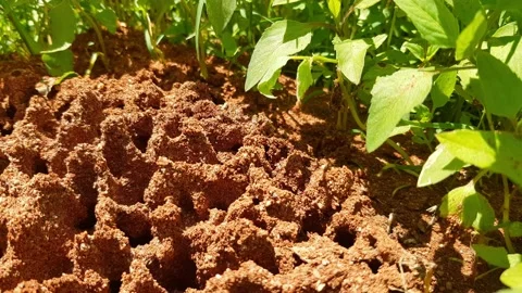 Fire Ants Moving and Working On The Ground Stock Footage 153928450