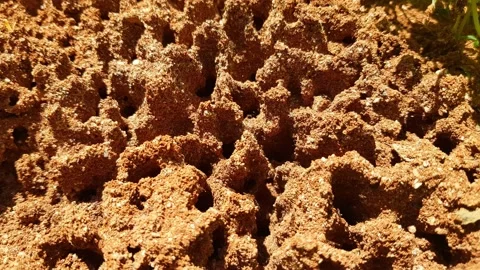 Fire Ants Moving Fast and Working On Building Their Colony Stock Footage 153928413