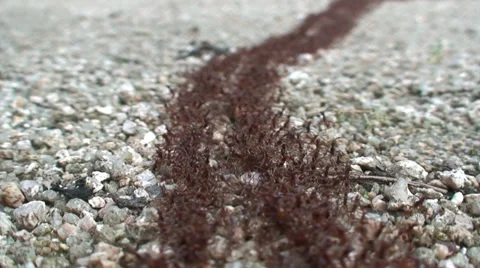 Fire ants moving. Stock-Footage 37329614