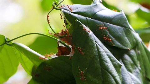 Fire ants moving on their home which was made with tree leaves. Vidéo 124020198