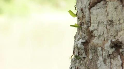 Fire Ants moving through tree Stock Footage 58633234