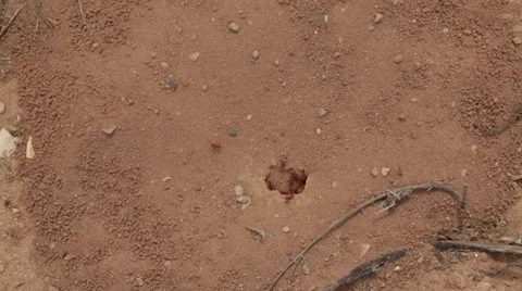 A fire ants nest Vídeo Stock 49187295