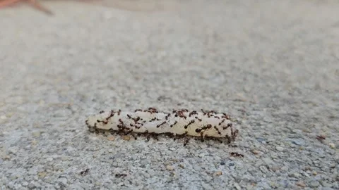 Fire Ants Nibble on a Snack Stock Footage 252856590