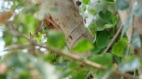 Fire ants or red ants finding food for their colony. Stock Footage 151894032