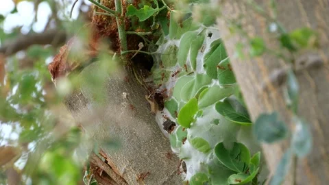 Fire ants or red ants finding food for their colony. Stock Footage 151894058