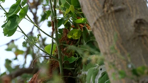 Fire ants or red ants finding food for their colony. Stock Footage 151894098