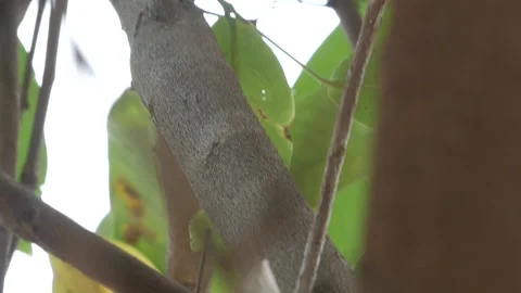 Fire ants pass on the branch of the guava tree. Stock Footage 139334566