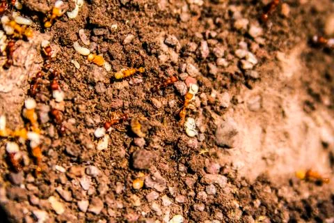 Fire ants Stock Photos