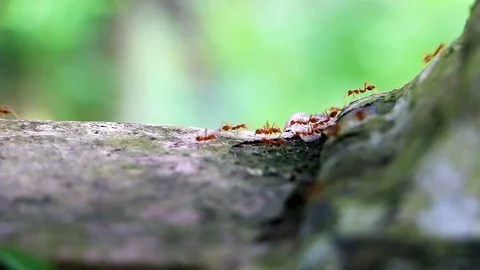 Fire ants queue moving on an aged wall Stock Footage 124019918