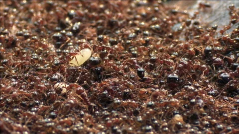 Fire ants saving larvae Stock Footage 133201688