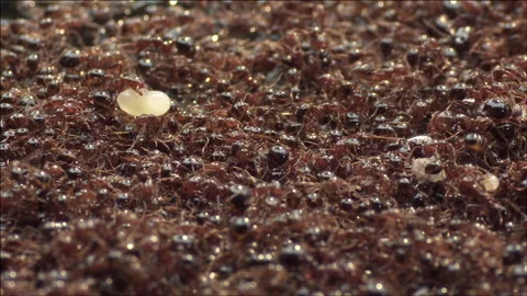 Fire ants saving larvae Stock Footage 133202526