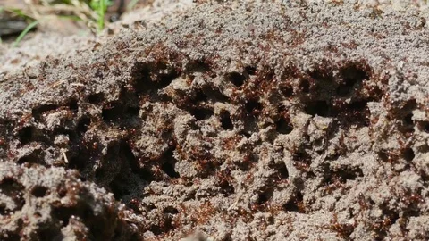 Fire ants swarm close up, disturbed nest mound in and out tunnels, move eggs Stock Footage