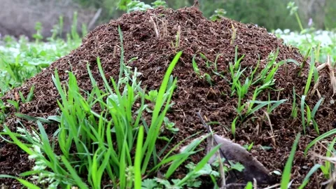 Fire Ants Swarm on a large mound, 4k Stock Footage 337434857