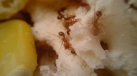 Fire Ants Swarm Macro 09, Time Lapse Stock Footage 45399463