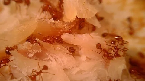 Fire Ants Swarm Macro 3A Stock Footage 45368542