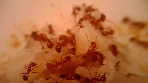 Fire Ants Swarm Macro 3B 스톡 동영상 45369385