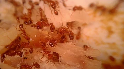 Fire Ants Swarm Macro 4 Stockbeeldmateriaal 45369684