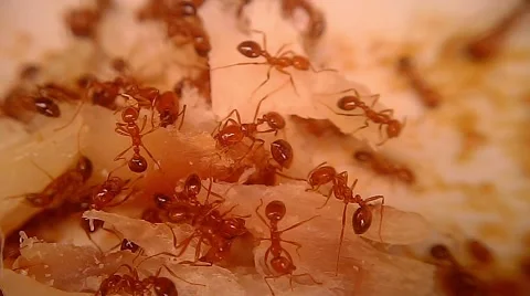 Fire Ants Swarm Macro 5 Stock Footage 45370012