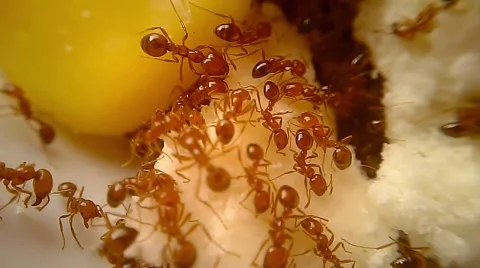 Fire Ants Swarm Macro 7A Stock Footage 45368299