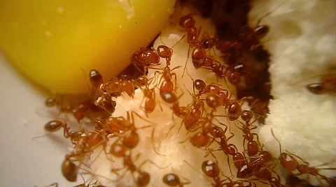 Fire Ants Swarm Macro 7B 스톡 동영상 45369568