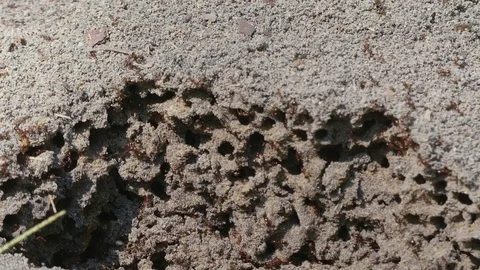 Fire ants swarm over feather, close up, disturbed nest mound in and out tunnels Stock Footage 79506705