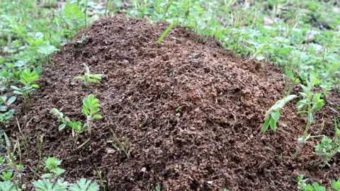 Fire Ants swarming on a large hill, 4k 動画素材 337430797