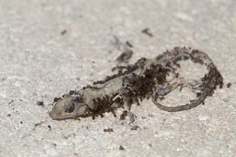 Fire ants swarming Stock Photos