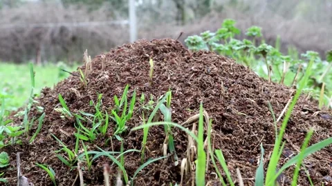 Fire ants swarming on their hill, 4k 動画素材 337204544